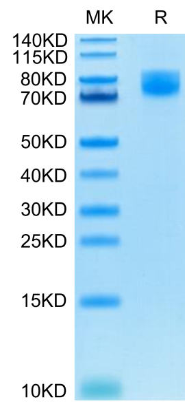 Human B7-2/CD86 Protein