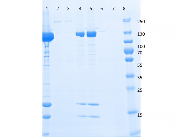 Triple FLAG(R) Peptide