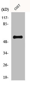 Anti-CYP1A1/CYP1A2