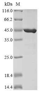 Glyceraldehyde-3-phosphate dehydrogenase GAPC1, cytosolic (GAPC1), Arabidopsis thaliana, recombinant