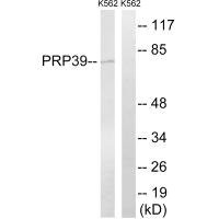 Anti-PRPF39