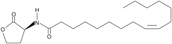 N-cis-hexadec-9Z-enoyl-L-Homoserine lactone