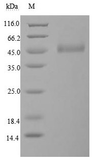 Cytotoxic T-lymphocyte protein 4 (CTLA4), partial (Active), human, recombinant