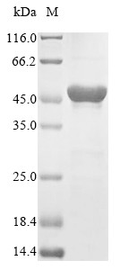 cAMP-dependent protein kinase catalytic subunit alpha (PRKACA), human, recombinant