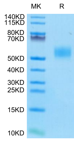 Mouse CD14 Protein