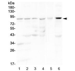 Anti-CD19 / B-lymphocyte marker