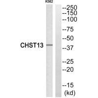 Anti-CHST13