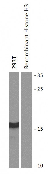 Anti-trimethyl-Histone H3 (Lys56)