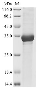 Granzyme A (Gzma), mouse, recombinant