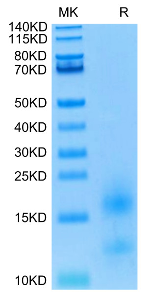 Biotinylated Human BCMA/TNFRSF17 Protein