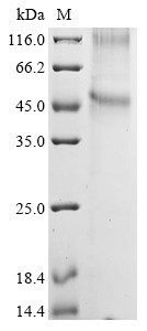 Gastric inhibitory polypeptide receptor (GIPR), human, recombinant