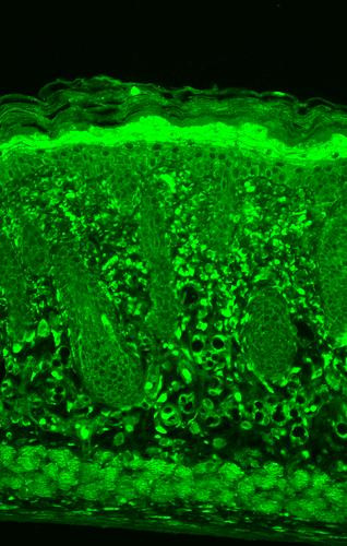 Anti-HSP22 Monoclonal Antibody (Clone: 3C12-H11) - ATTO 488