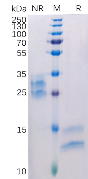 Human VEGFA Protein, His Tag