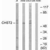 Anti-CHST2