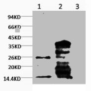 Anti-Mono-Methyl-Histone H3(K79) Monoclonal