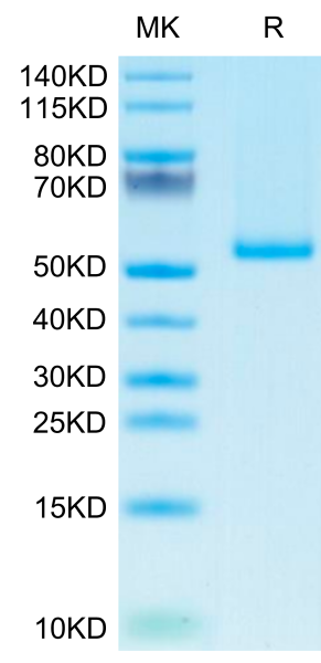 Human 4-1BB Ligand/TNFSF9 Trimer Protein