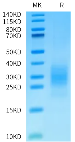 Human FcRH5/FcRL5 Domain Protein