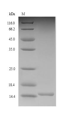 Glucagon-like peptide 1 receptor (Glp1r), partial, rat, recombinant