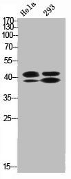 Anti-Phospho-MAPK3/MAPK1 (T202/Y204)