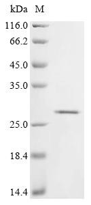 T-cell surface glycoprotein CD8 alpha chain (CD8A), partial, dog, recombinant
