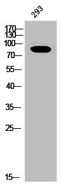 Anti-Phospho-INSR (Y1361)