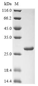 Dihydrofolate reductase (folA), Staphylococcus aureus, recombinant