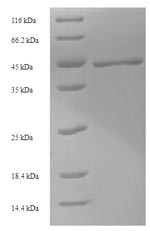 Green fluorescent protein (GFP), Aequorea victoria, recombinant