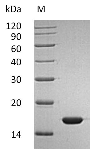 Interferon alpha-2 (IFNA2) (Active), human, recombinant