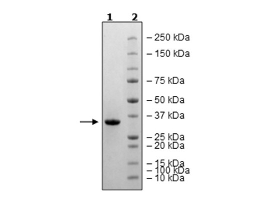 3CL Protease (T21I, A173V) GST-Tag, His-Tag (SARS-CoV-2) Recombinant