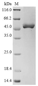 Oxysterols receptor LXR-alpha (NR1H3), human, recombinant