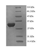 DNA-binding protein inhibitor ID-2 (ID2), human, recombinant