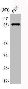 Anti-Phospho-STAT3 (S727)