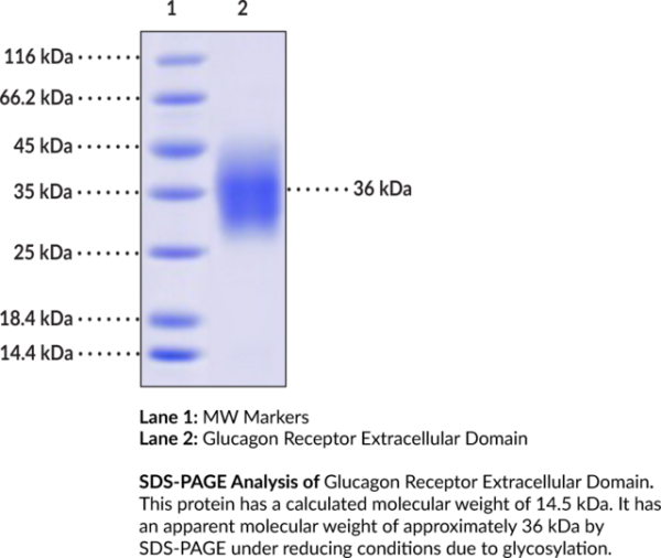 Glucagon Receptor Extracellular Domain (human, recombinant)