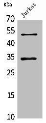 Anti-MYOD1