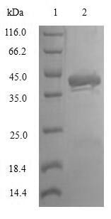 Protachykinin-1 (TAC1), human, recombinant