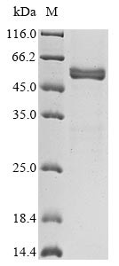 Prolactin (PRL), horse, recombinant