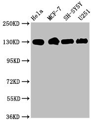 Anti-ITGB1 Recombinant Monoclonal, clone 32A10