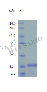 Indian hedgehog protein (IHH), partial (Active), human, recombinant