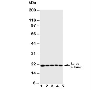 Anti-Caspase-4