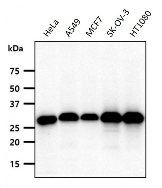 Anti-FHL2, clone 21D11