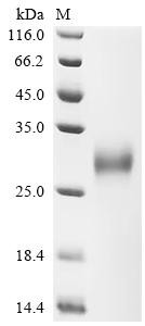 Low affinity immunoglobulin gamma Fc region receptor II-a (FCGR2A), partial, human, recombinant