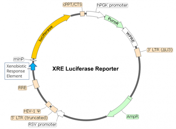 XRE Luciferase Reporter Lentivirus (AhR Signaling)