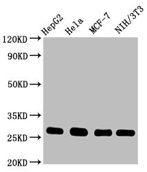 Anti-CDKN1B Recombinant Monoclonal, clone 1G2