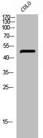 Anti-Phospho-PTPN1 (S50)