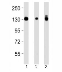 Anti-Integrin alpha 3