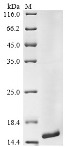 Gamma-aminobutyric acid receptor-associated protein-like 2 (GABARAPL2), human, recombinant