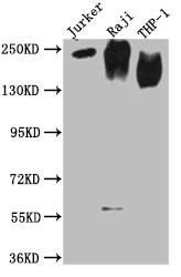 Anti-CD45 Monoclonal, clone 17H9D4