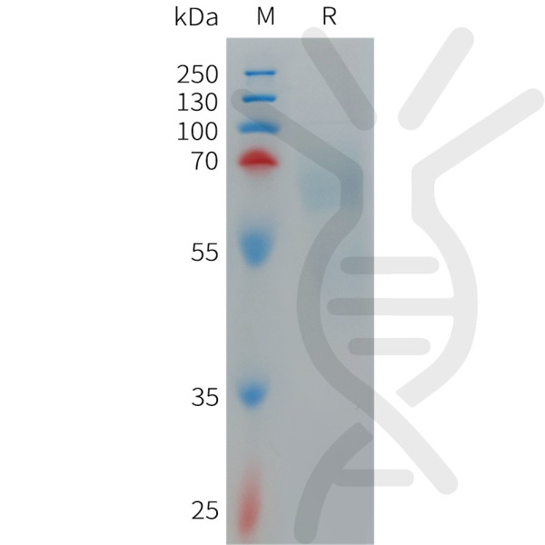 Human IL12A and IL12B Heterodimer Protein, hFc Tag and His Tag