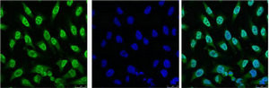 Anti-TP53 Monoclonal