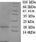 Interleukin-1 beta (IL1B), sheep, recombinant